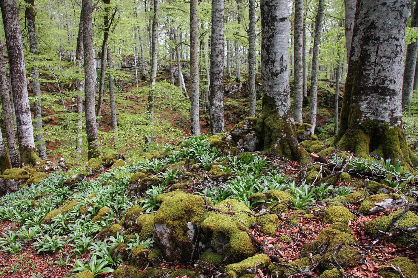 Árboles con musgo en Irati